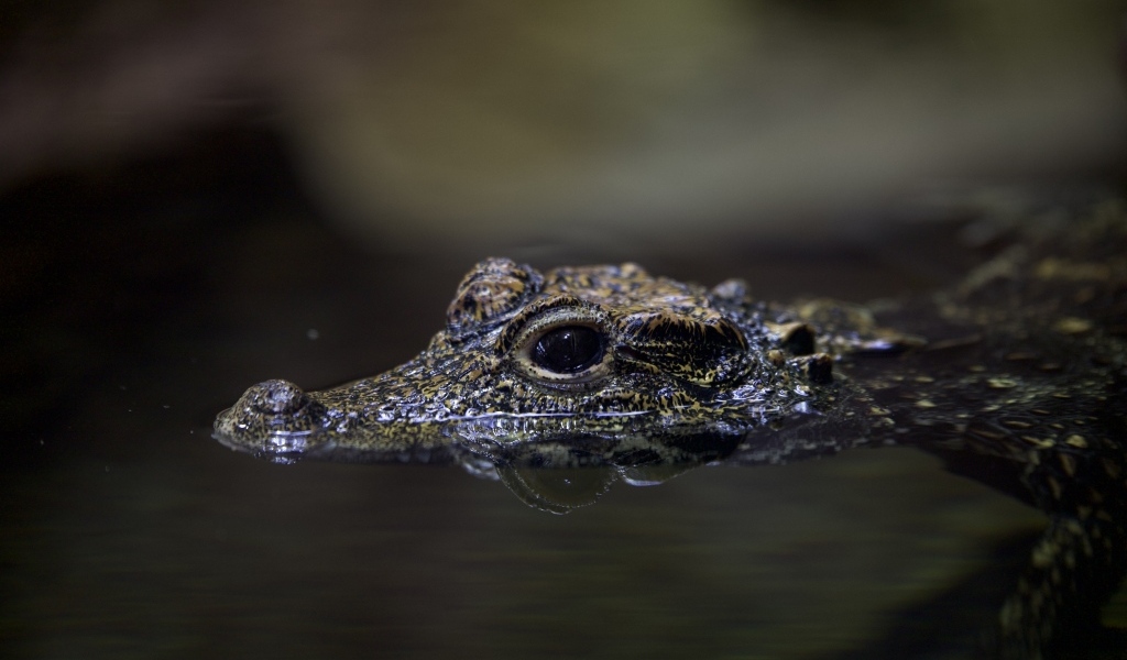 Маленький крокодил в воде