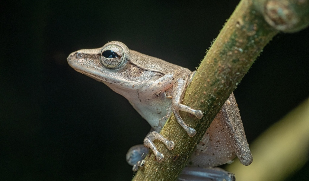 Маленькая лягушка на ветке на черном фоне