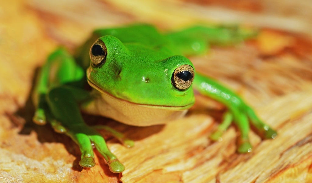 Маленькая зеленая лягушка с большими глазами
