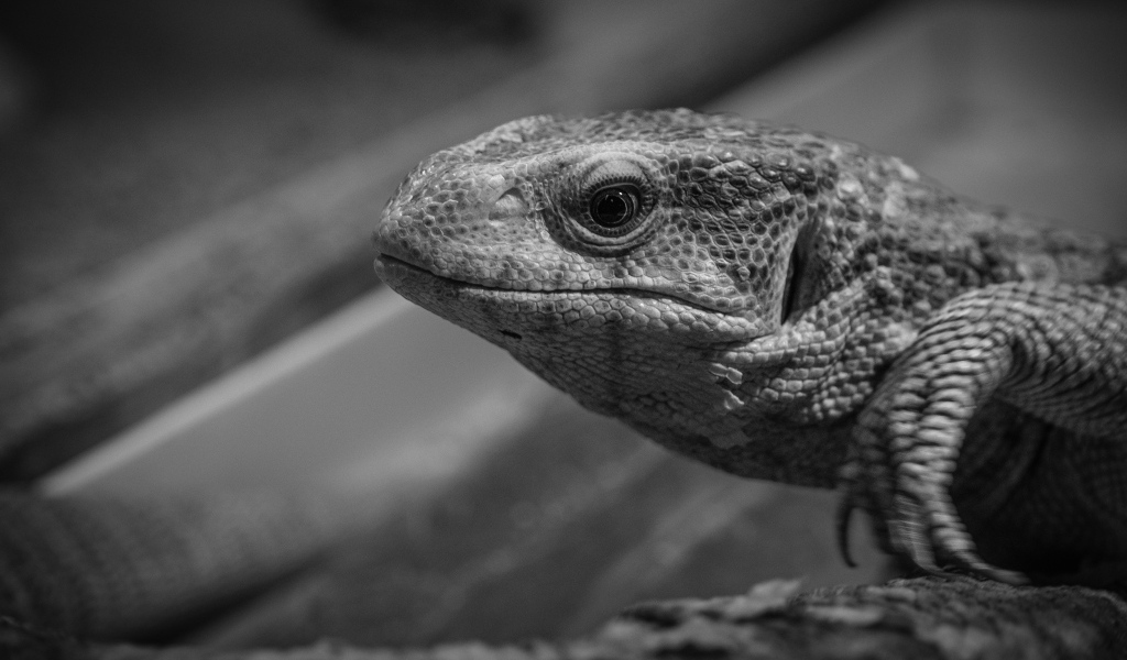 Варан черно-белое фото