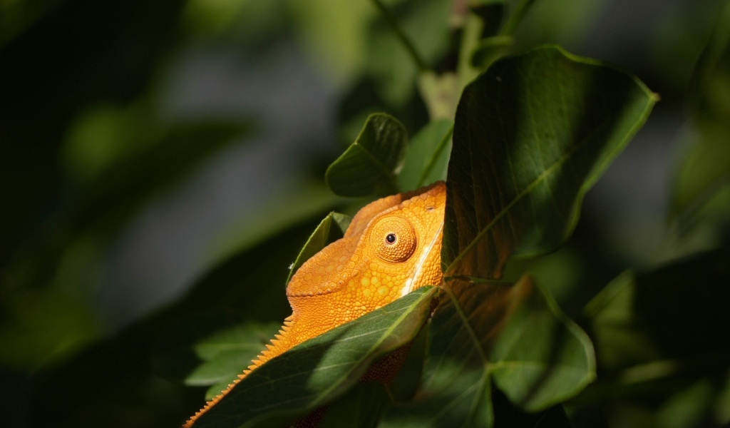 Оранжевый хамелеон в зеленых листьях