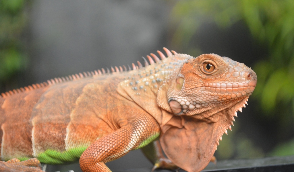 Оранжевая игуана крупным планом