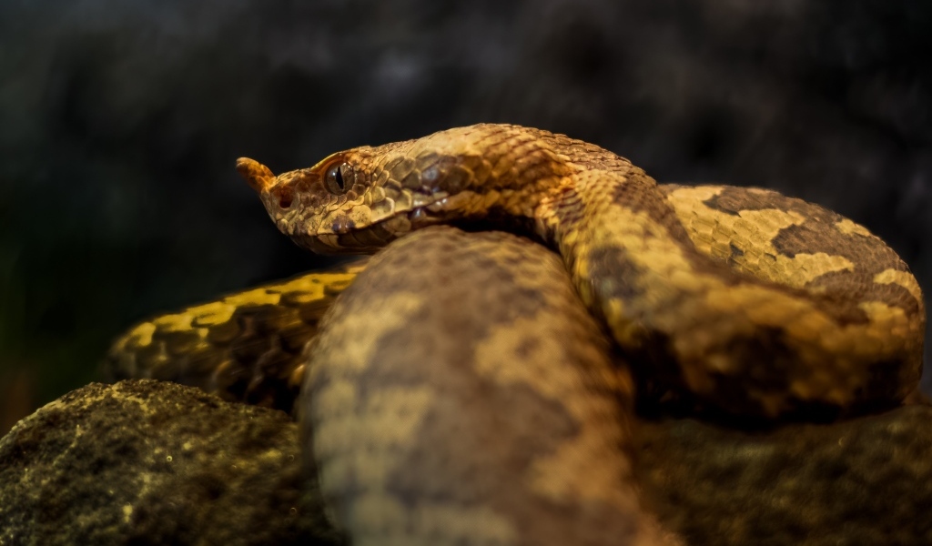 Ядовитая гадюка лежит на камне