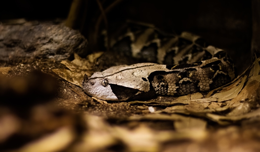 Ядовитая змея гадюка в желтых листьях