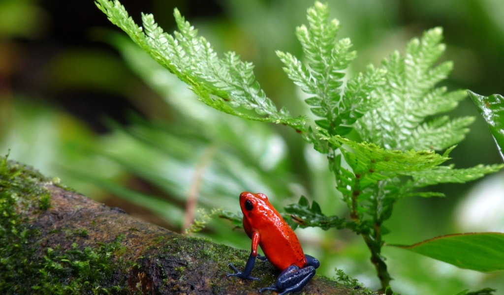 Красная лягушка с синими лапами