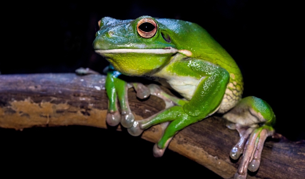 Скользкая зеленая лягушка сидит на ветке