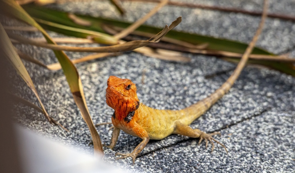 Маленькая оранжевая восточная садовая ящерица