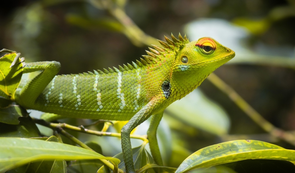 Маленькая зеленая ящерица в листьях 
