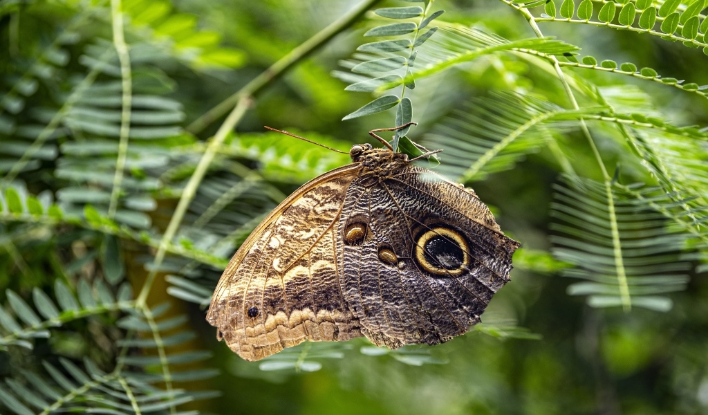 Большая коричневая бабочка сидит на зеленой ветке