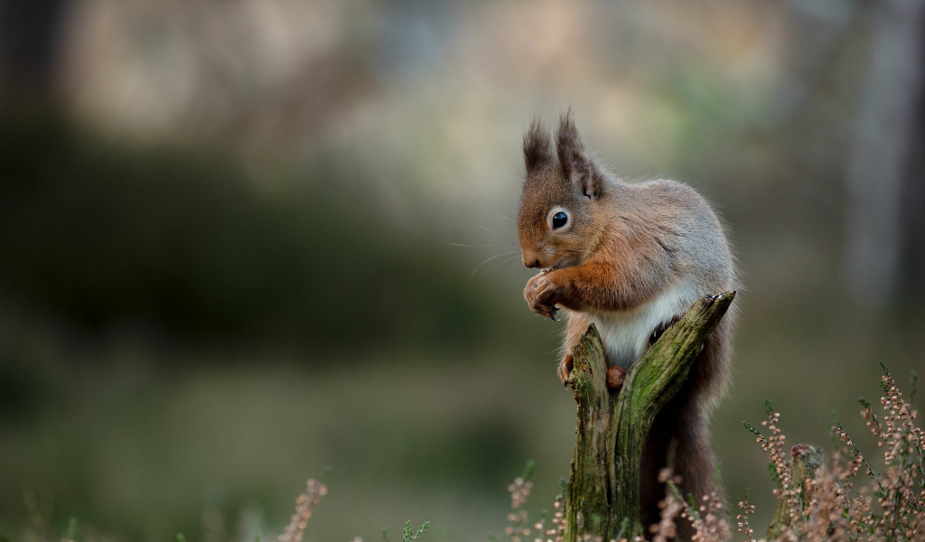 Маленькая рыжая белка сидит на сухой коряге