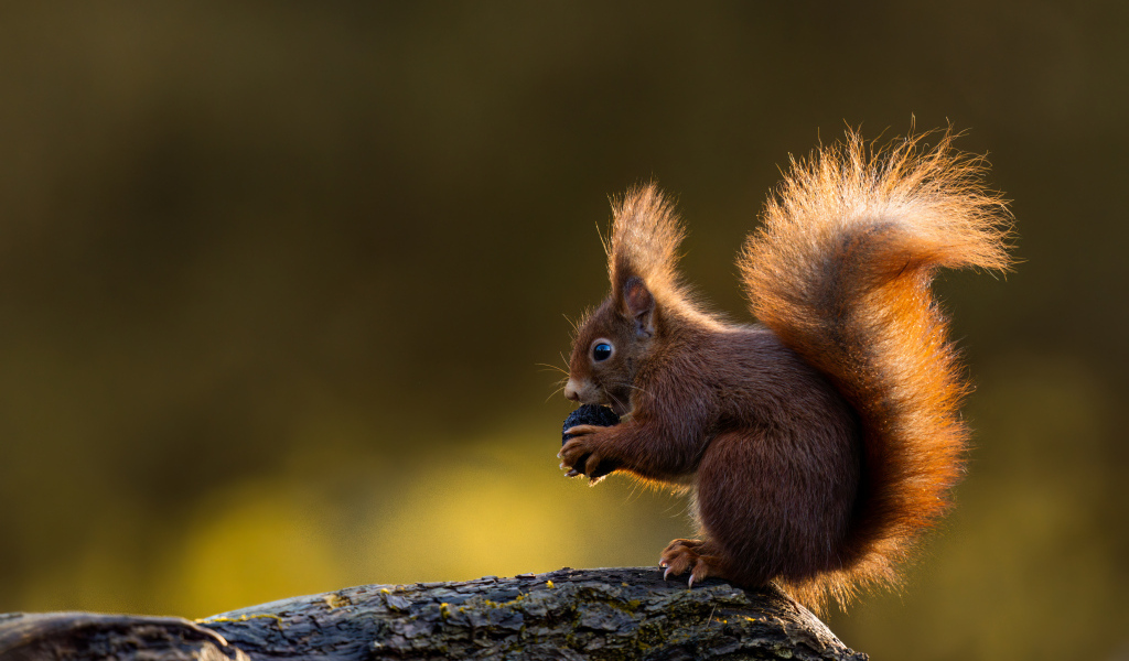 Маленькая белка в пушистым хвостом грызет орех