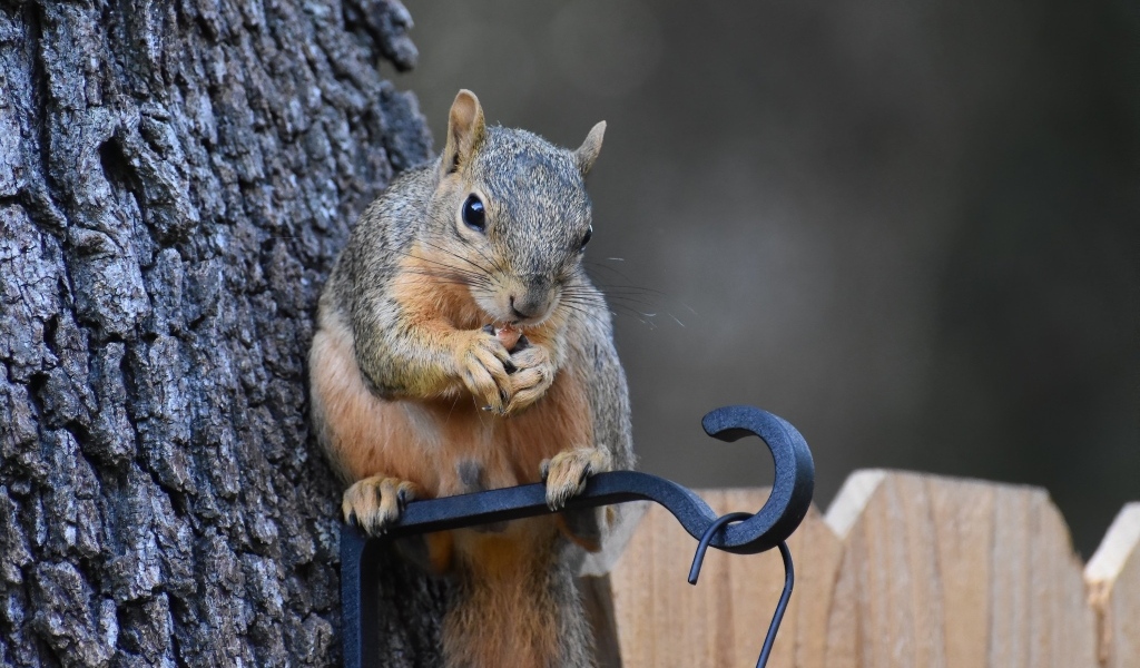 Белка грызет орех у кормушки на дереве