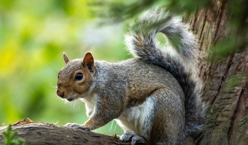 Белка с большими глазами сидит на ветке