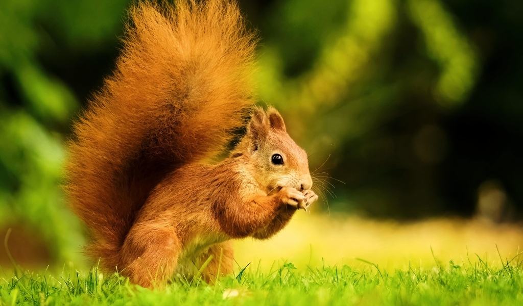 Красивая рыжая белка с пушистым хвостом