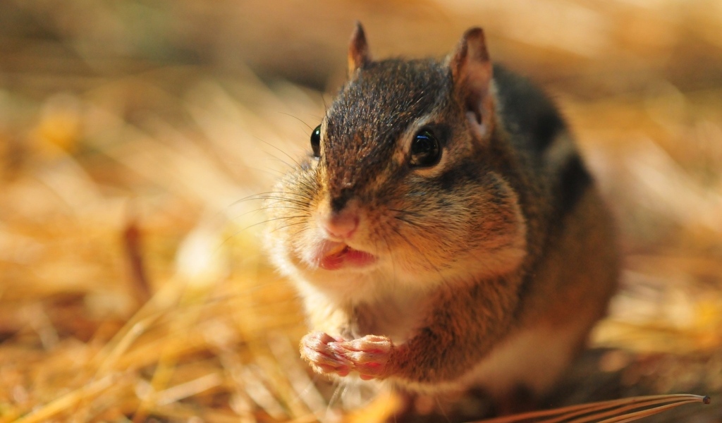 Бурундук с набил рот орехами