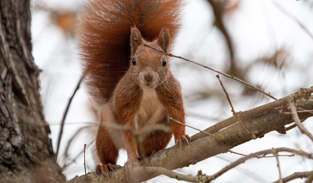 Любопытная рыжая белка сидит на ветке