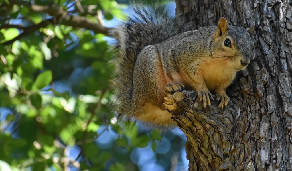 Любопытная белка на ветке дерева