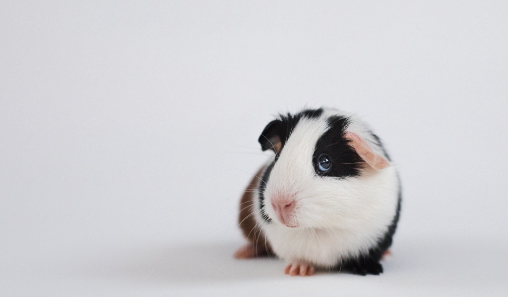 Милая морская свинка на сером фоне