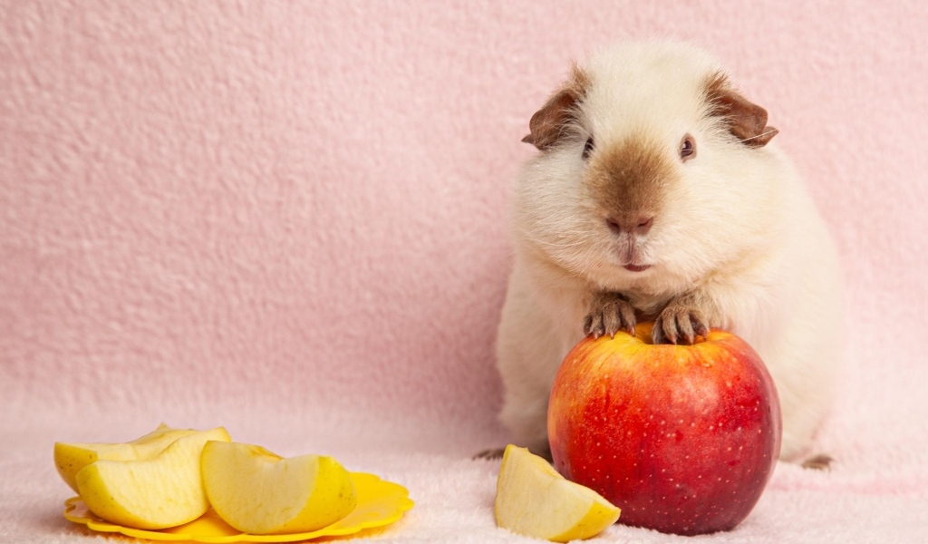 Милая морская свинка с яблоками на розовом фоне