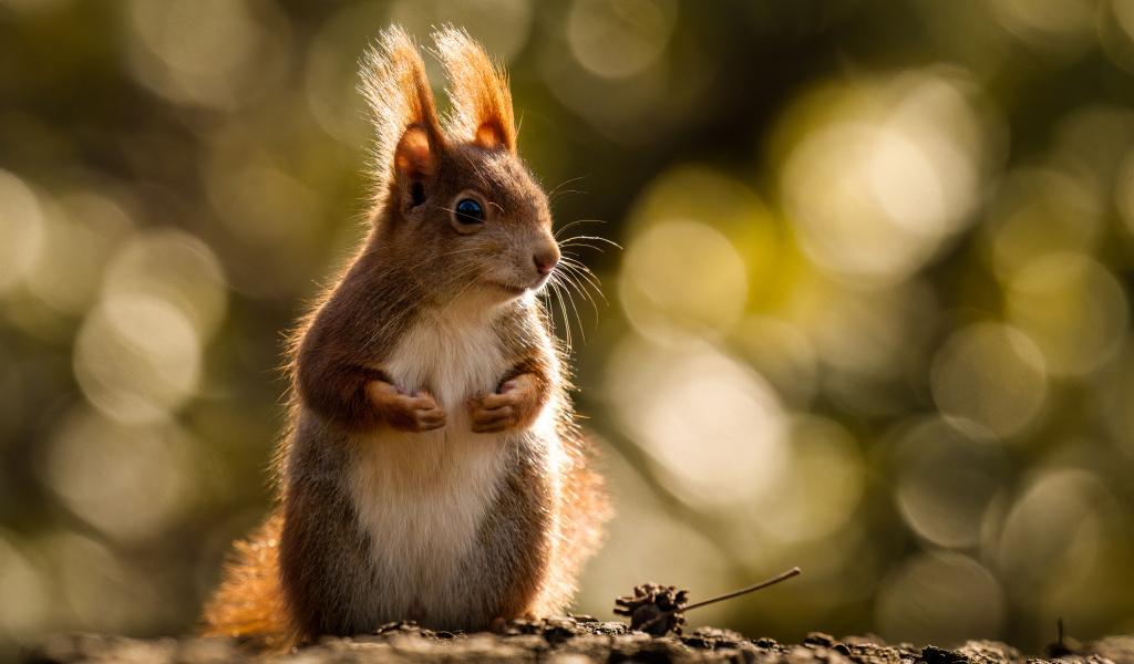 Милая рыжая белка в лучах солнца