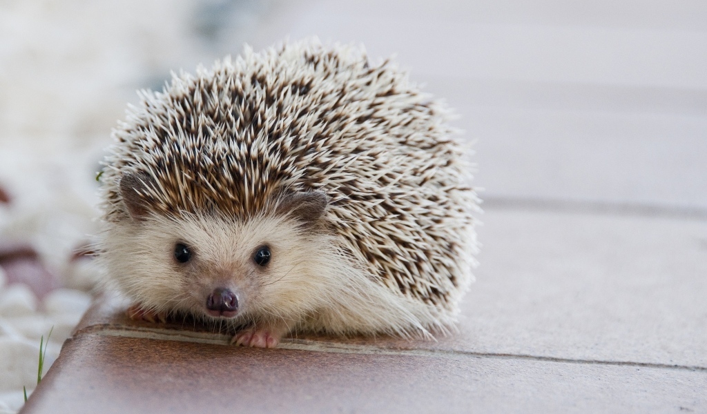 Милый колючий домашний еж