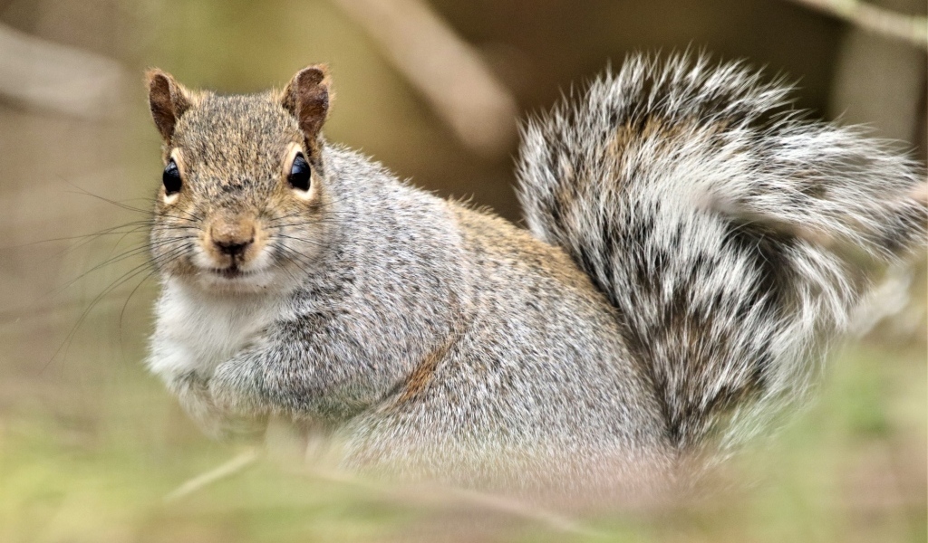 Забавная серая белка крупным планом