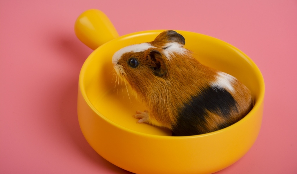 Морская свинка сидит в желтой чашке на розовом фоне
