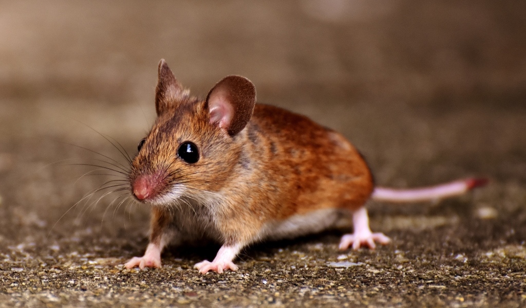 Маленький испуганный мышонок на дороге