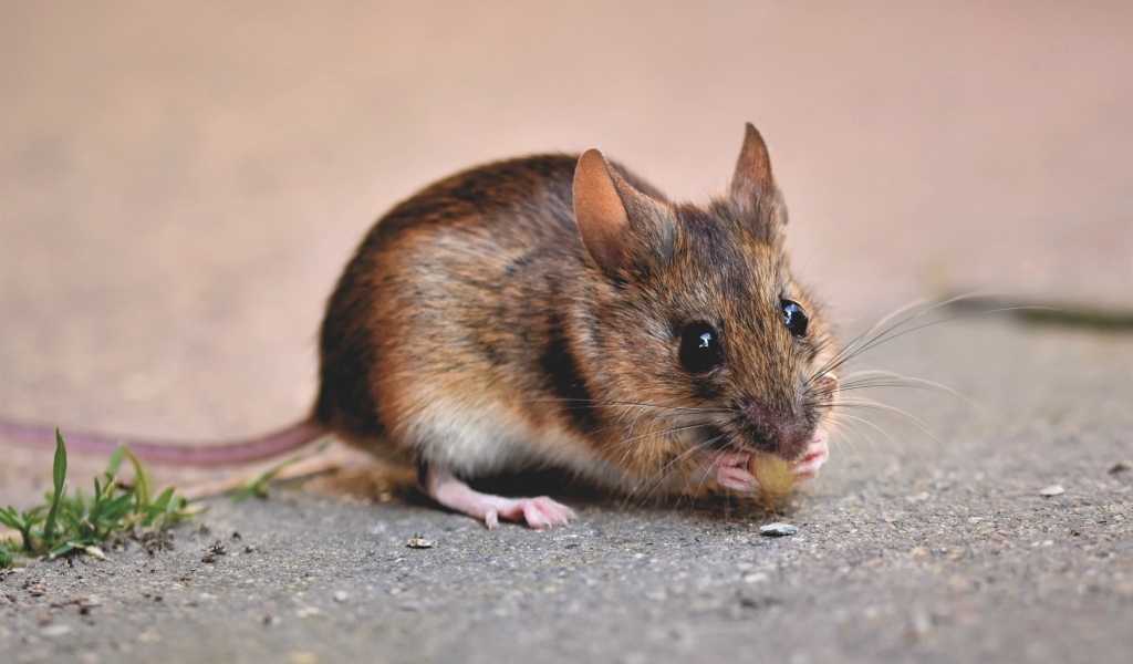 Маленький мышонок грызет еду на земле