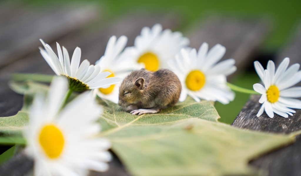 Маленькая мышка на листе с ромашками