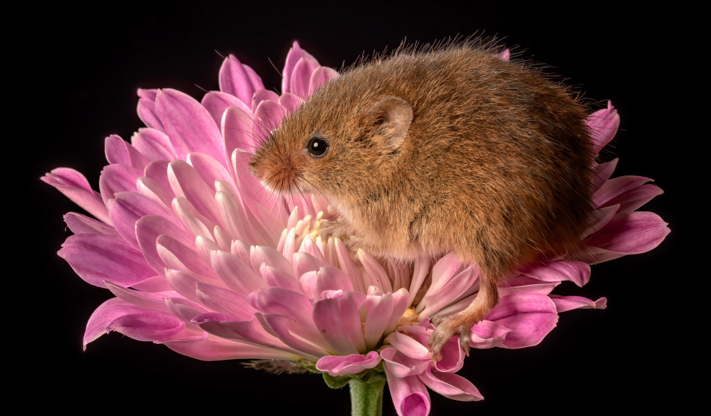 Маленькая мышь сидит в розовом цветке