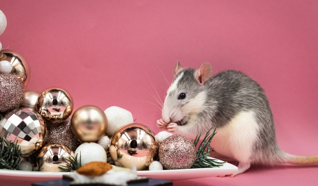 Маленькая крыса с игрушками на розовом фоне