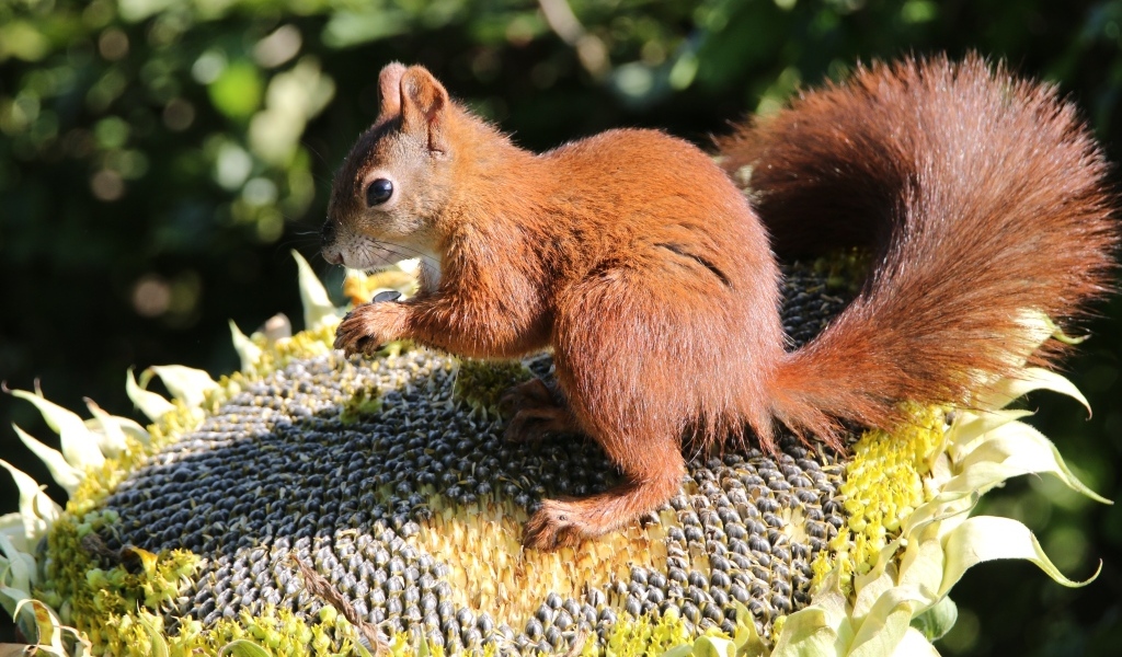 Маленькая белка грызет семечки на подсолнухе