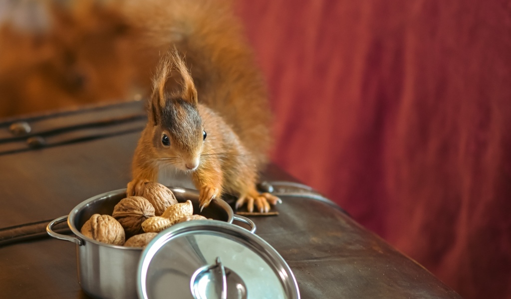 Рыжая белка на столе с орехами