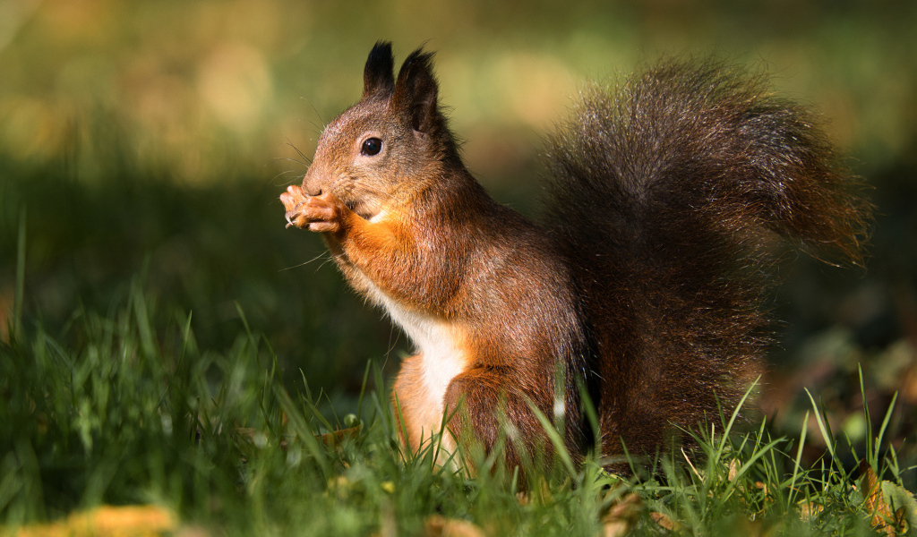 Рыжая белка сидит в зеленой траве