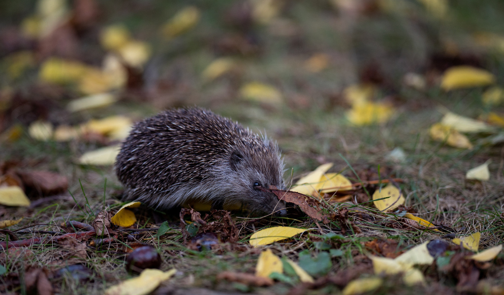 Маленький колючий еж на траве в лесу