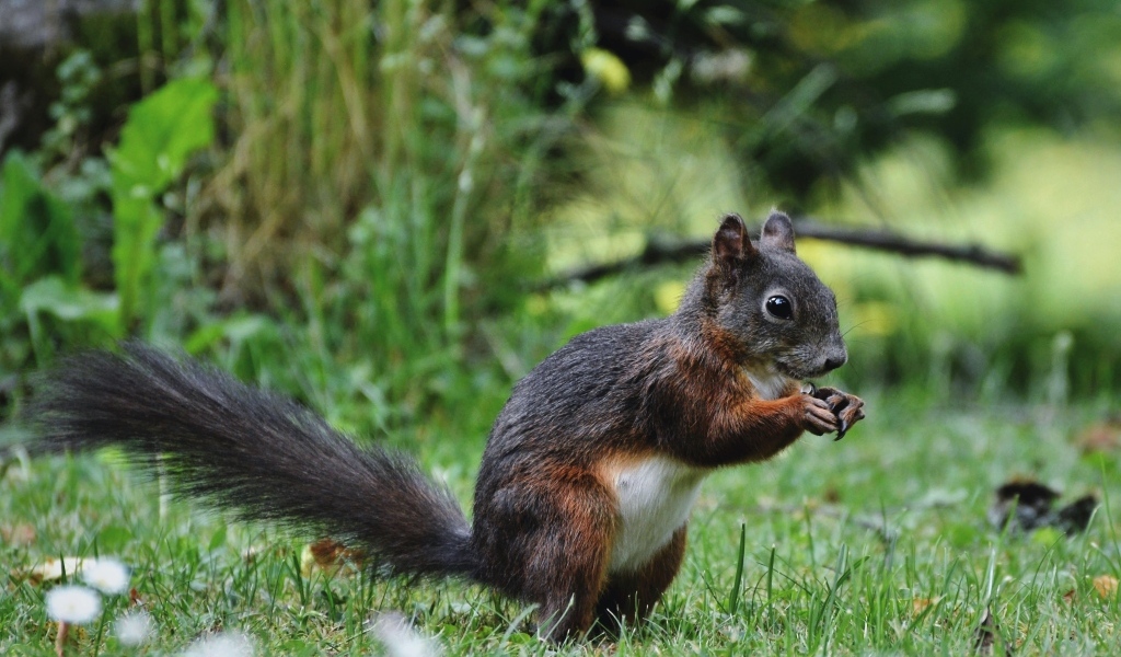 Белка грызет орех на зеленой траве