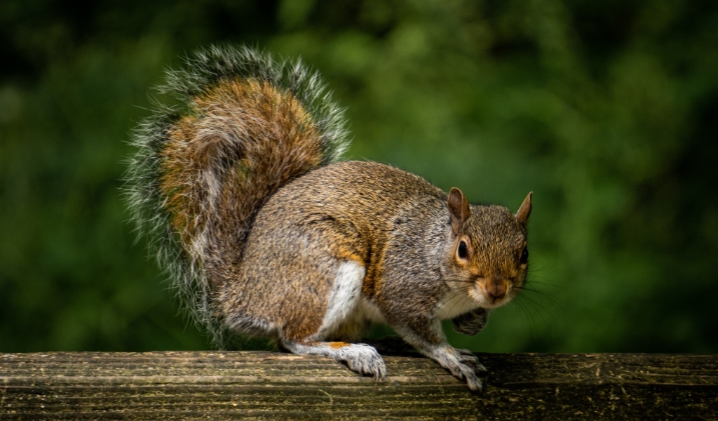 Белка с большим пушистым хвостом