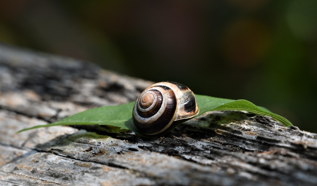 Ракушка с листом лежат на сухом дереве