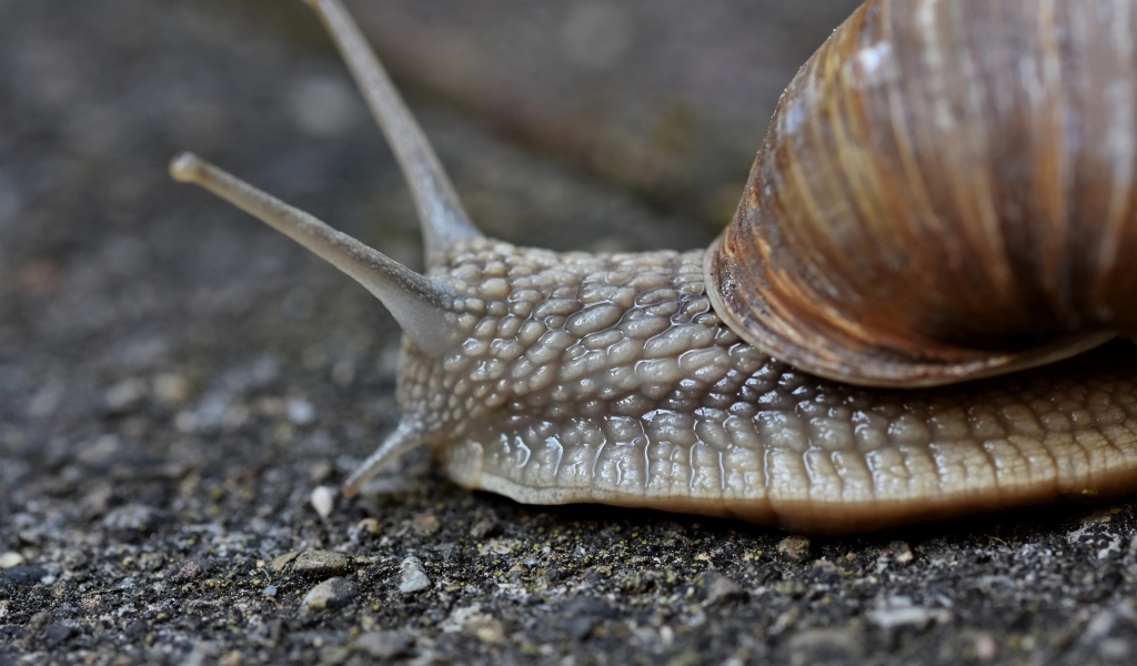 Улитка с большими усиками ползет по асфальту