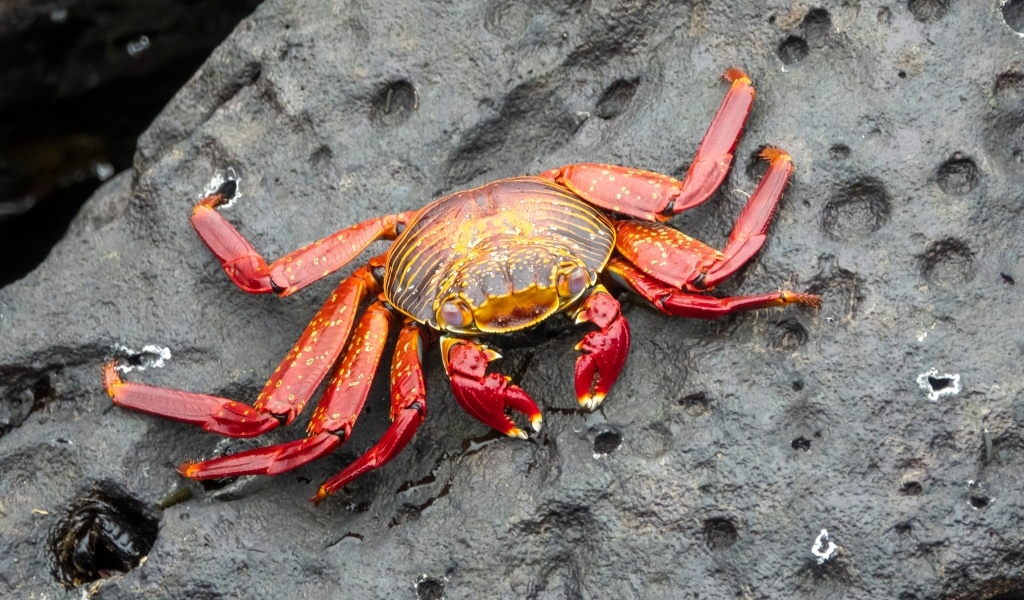 Большой красный краб лежит на камне