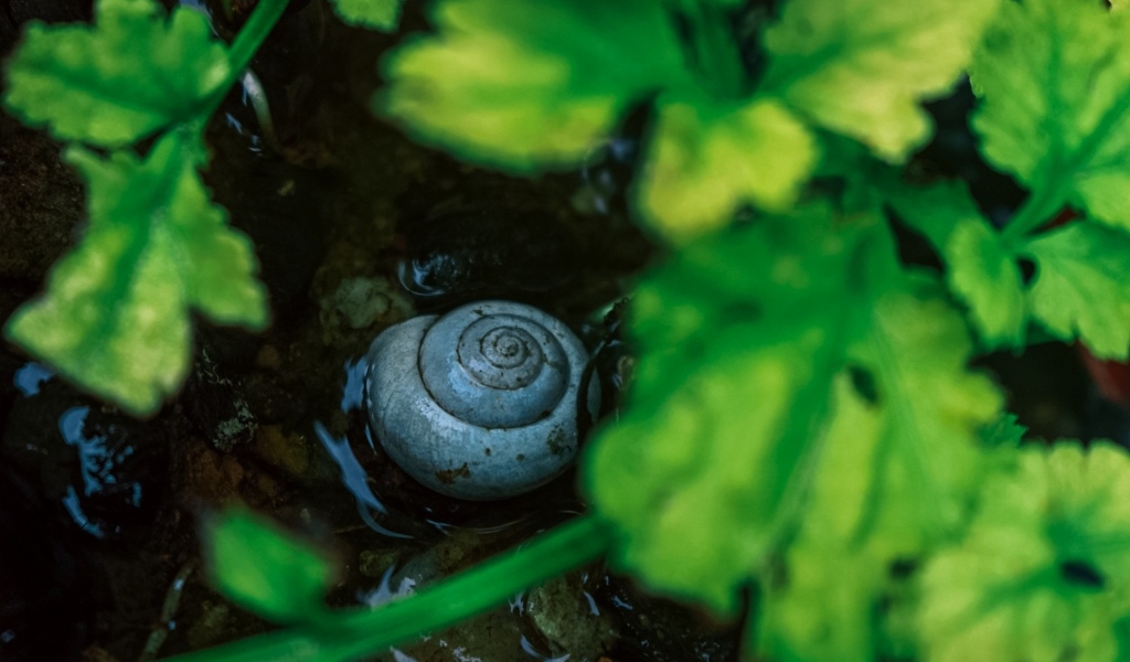 Ракушка садовой улитки на мокрой земле
