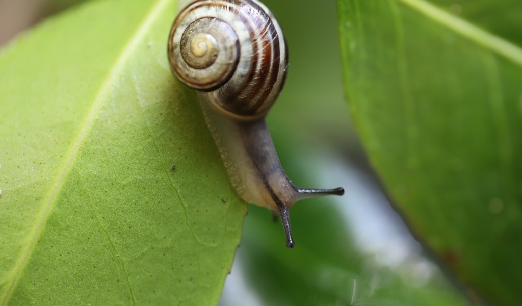 Виноградная улитка на зеленом листе