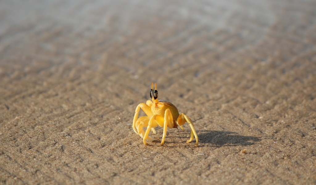 Маленький желтый краб на песке