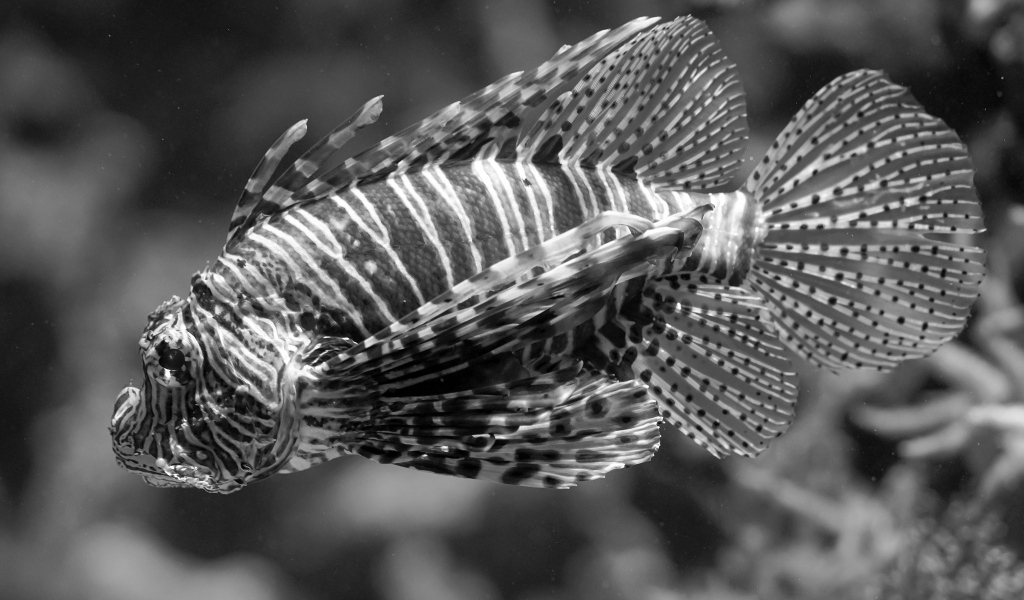 Красивая полосатая рыба  в аквариуме