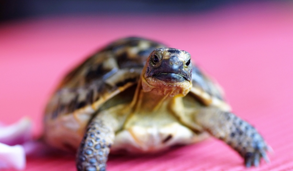 Большая черепаха на розовом фоне