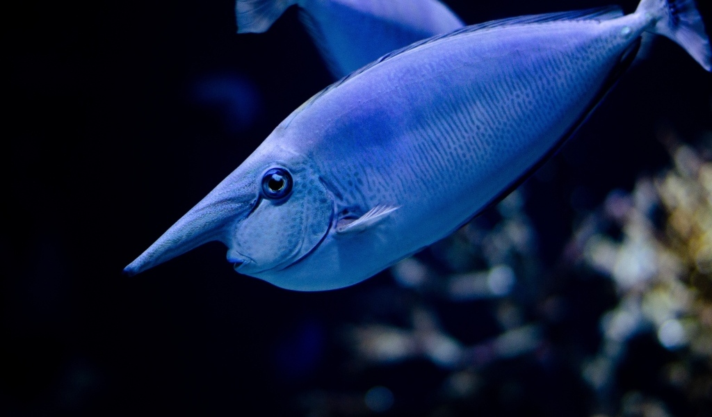 Большая синяя морская рыба