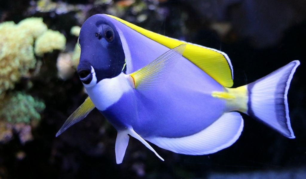 Синяя рыба доктор в аквариуме