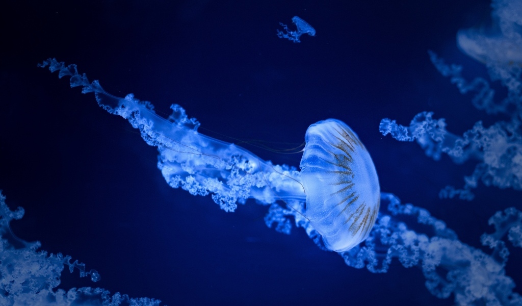 Голубая медуза под водой в море