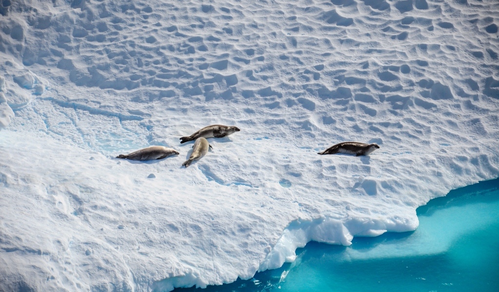 Морские котики на покрытом снегом берегу Антарктики